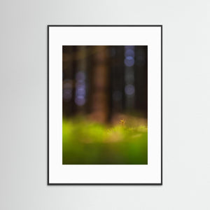 Mossa i Herkulesskogen – Naturfoto från Mölndal | Fine Art Print