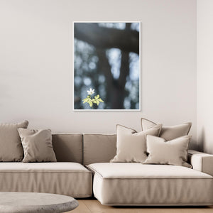 Vitsippa i vårsol – Lilla Änggården Göteborg | Canvas