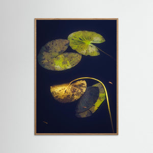 Näckrosblad i stillhet – Ecklasjön, Partille | Fine Art Print