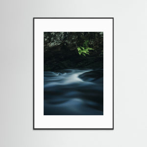 Ormbunkar vid Mölndalsån – Kvarnberget, Risbohult naturreservat