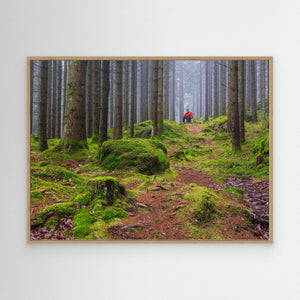 Dimmig Skog Mölndal – Herkulesskogen | Canvas