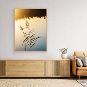 Stora Hassungaredssjön Mölndal – Vass i Gyllene Ljus | Canvas