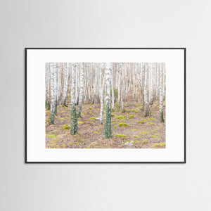 Hult Åsen, Göteborg – Björkstammar i vårens stillhet | Fine Art Print