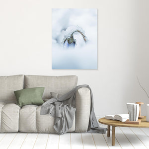Blåsippa i snö – vår i Änggårdsbergen, Mölndal | Canvas
