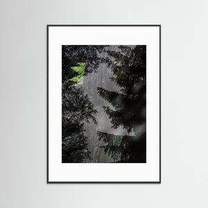 Ormbunke i Bråtaskogen – Dubbelexponering