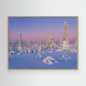 Vintermorgon i Lofsdalsfjällen – snöklädda fjällbjörkar | Canvas