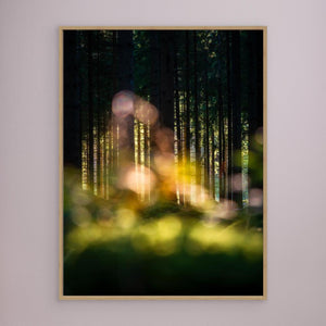 Skogens hemliga ljus - CANVAS
