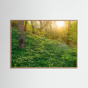 Vitsippor i Hördalen naturreservat – Vår i Kungsbacka | Fine Art Print
