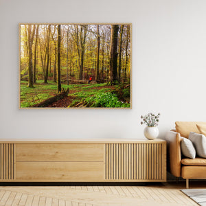 Vår i bokskogen – Rådasjöns naturreservat | Canvas