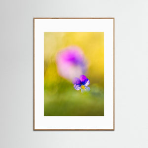 Styvmorsviol i vårens ljus – Orrekulla skans Hisingen | Fine Art Print
