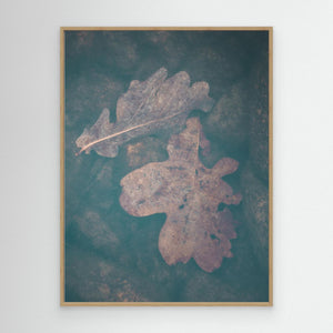 Rådasjön Härryda – Eklöv Under Vatten | Canvas