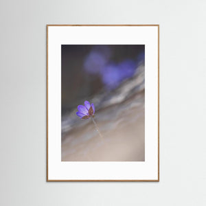 Tjolöholm naturreservat – Blåsippa i vårens ljus | Fine Art Print