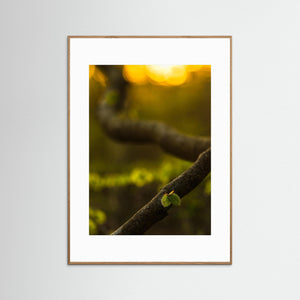 Boklöv i kvällsljus – Svejserdalen, Mölndal | Fine Art Print