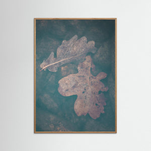 Rådasjön Härryda – Eklöv Under Vatten | Fine Art Print