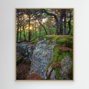 Särö Västerskog – gammelskog och kvällsljus i Kungsbacka | Canvas
