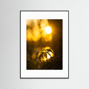 Vitsippa i solnedgång – Rådasjöns naturreservat | Fine Art Print
