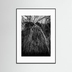 Rotvälta i Rya skog naturreservat – svartvitt naturfoto från Göteborg | Fine Art Print