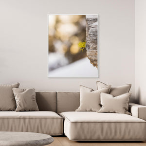 Varglav vid Storsätern – Grövelsjöfjällen, Dalarna | Canvas