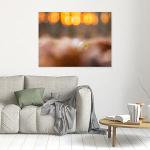 Vitsippa i solnedgång – Rådasjöns naturreservat | Canvas