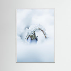Blåsippa i snö – vår i Änggårdsbergen, Mölndal | Fine Art Print