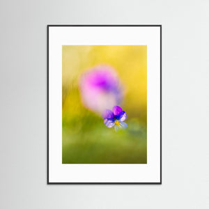 Styvmorsviol i vårens ljus – Orrekulla skans Hisingen | Fine Art Print