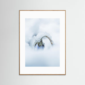 Blåsippa i snö – vår i Änggårdsbergen, Mölndal | Fine Art Print