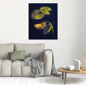 Näckrosblad i stillhet – Ecklasjön, Partille | Canvas