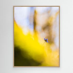 Dunsered, Mölndal – Blåsippa i vårens morgonljus | Canvas