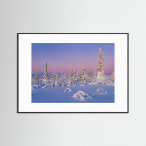 Vintermorgon i Lofsdalsfjällen – snöklädda fjällbjörkar | Fine Art Print