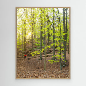 Bokskog i Rådasjöns naturreservat – Härryda | Canvas