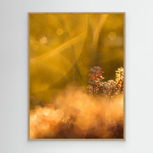 Frostglöd vid Haketjärnen - CANVAS