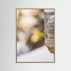Varglav vid Storsätern – Grövelsjöfjällen, Dalarna | Fine Art Print