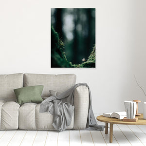 Svamp i mossig skog – Bråtaskogens naturreservat | Canvas