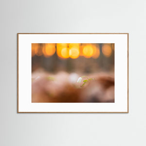 Vitsippa i solnedgång – Rådasjöns naturreservat | Fine Art Print