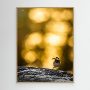 Sädesärla i motljus vid Klingforsen - CANVAS
