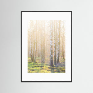 Björkskog i morgonljus – Ellesbo Hisingen | Fine Art Print