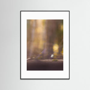 Vitsippa i kvällsljus – Sillvik naturreservat Hisingen | Fine Art Print