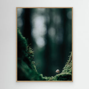 Svamp i mossig skog – Bråtaskogens naturreservat | Canvas