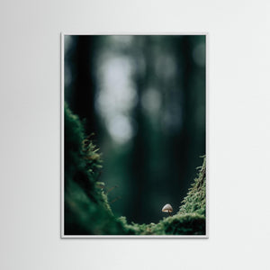 Svamp i mossig skog – Bråtaskogens naturreservat | Fine Art Print