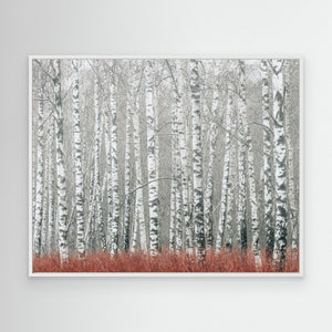 Björkarnas stilla rytm - CANVAS