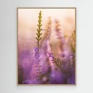 Blommande ljung vid Stora Vette – Hisingen, Göteborg | Canvas