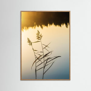 Stora Hassungaredssjön Mölndal – Vass i Gyllene Ljus | Fine Art Print