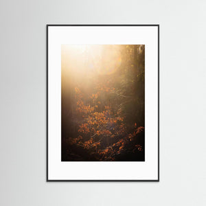 Göteborg – Ljus i Änggårdsbergens skog | Fine Art Print