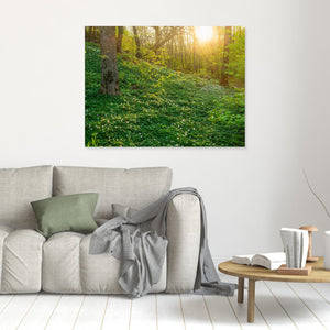 Vitsippor i Hördalen naturreservat – Vår i Kungsbacka | Canvas