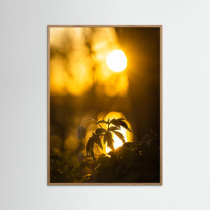 Vitsippa i solnedgång – Rådasjöns naturreservat | Fine Art Print