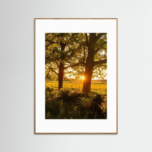 Solnedgång vid Hökälla naturreservat – Hisingen Göteborg | Fine Art Print