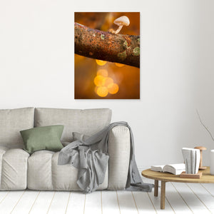 Liten svamp i höstljus – Rådasjöns naturreservat | Canvas