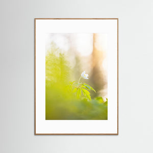 Vitsippa i mjukt ljus – Ellesbo Hisingen | Fine Art Print