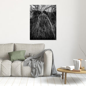 Rotvälta i Rya skog naturreservat – svartvitt naturfoto från Göteborg | Canvas