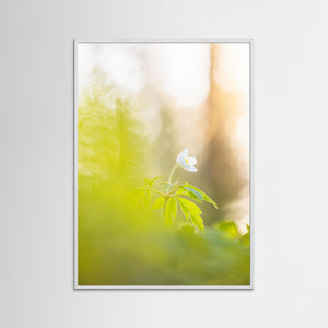 Vitsippa i mjukt ljus – Ellesbo Hisingen | Fine Art Print
